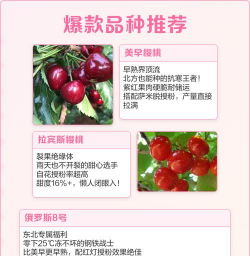 小众送妈妈的花有哪些花