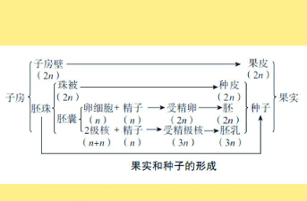 小众送妈妈的花有哪些花