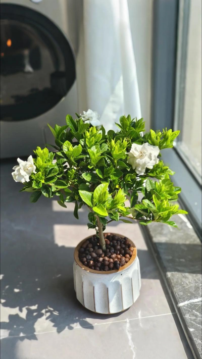 小众送妈妈的花有哪些花