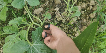 小众送妈妈的花有哪些花