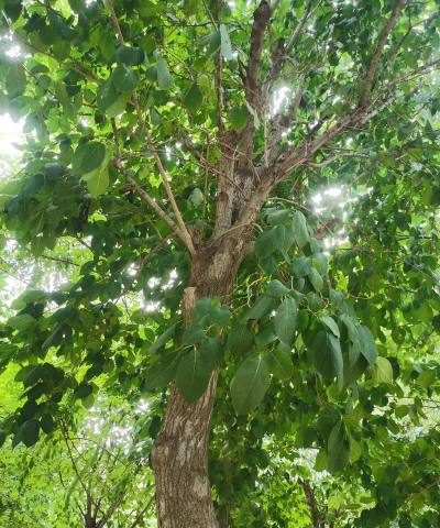 杜仲树没皮能活吗