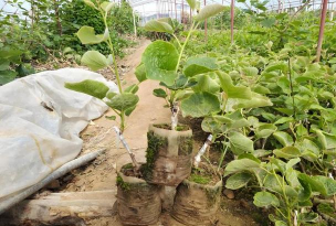 小众送妈妈的花有哪些花