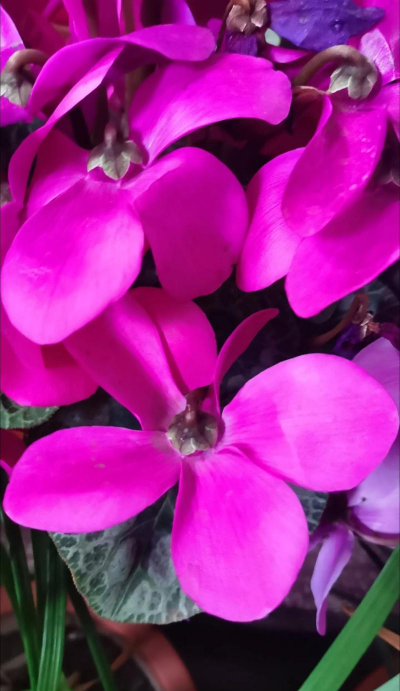 小众送妈妈的花有哪些花