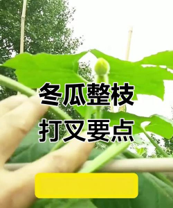 冬瓜要不要打枝掐头