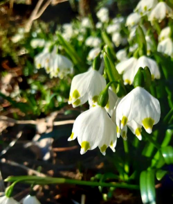 小众送妈妈的花有哪些花