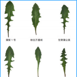 小众送妈妈的花有哪些花