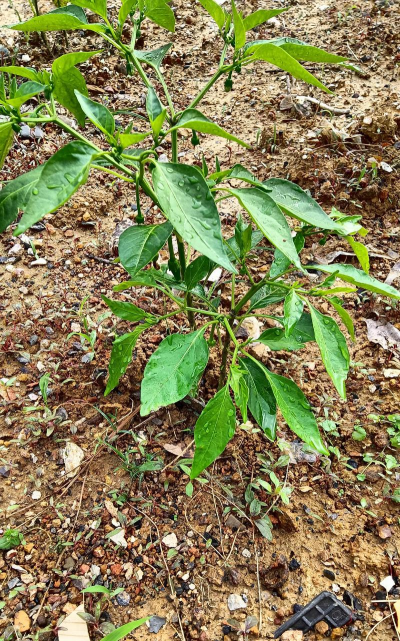 小众送妈妈的花有哪些花