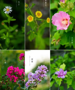 小众送妈妈的花有哪些花