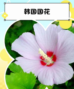 小众送妈妈的花有哪些花