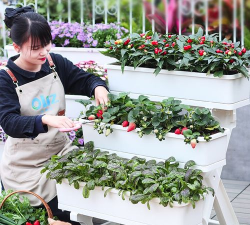 小众送妈妈的花有哪些花