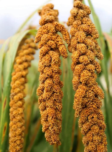 小众送妈妈的花有哪些花