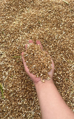 小众送妈妈的花有哪些花