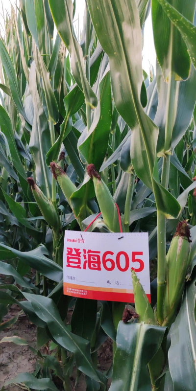 比登海605更高产的玉米种