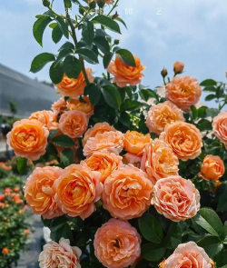 小众送妈妈的花有哪些花