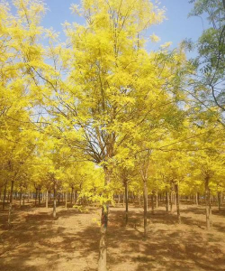 国槐是常绿还是落叶