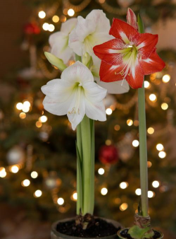 小众送妈妈的花有哪些花