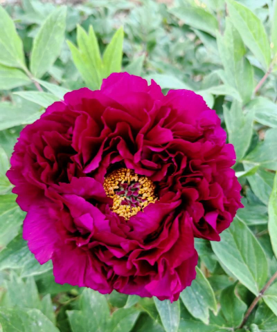 小众送妈妈的花有哪些花