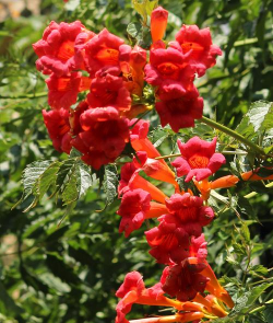 小众送妈妈的花有哪些花