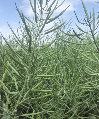 小众送妈妈的花有哪些花