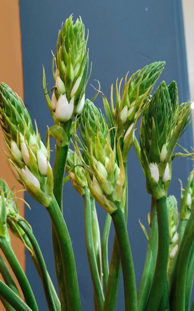 花形如麦穗的花有哪些