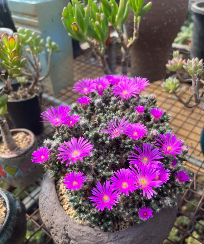 小众送妈妈的花有哪些花