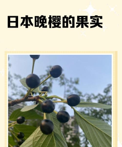 东京樱花的果实可以吃吗