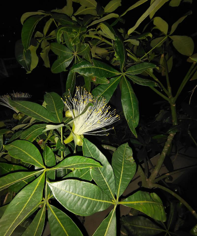 小众送妈妈的花有哪些花