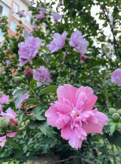 小众送妈妈的花有哪些花