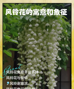 小众送妈妈的花有哪些花