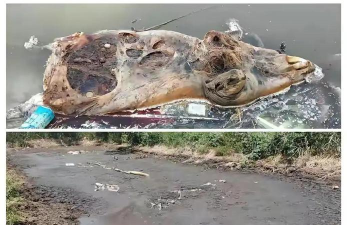 小众送妈妈的花有哪些花