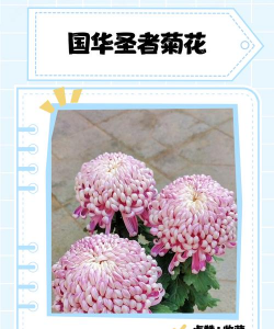 小众送妈妈的花有哪些花