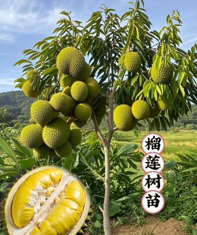 榴莲广东可以种植吗