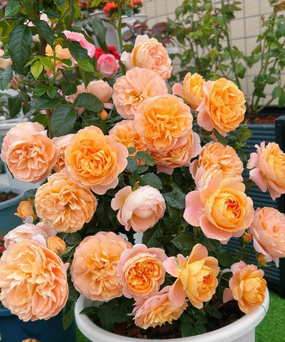 小众送妈妈的花有哪些花