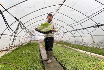 小众送妈妈的花有哪些花