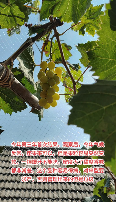 阳光玫瑰几月份成熟