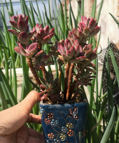 小众送妈妈的花有哪些花