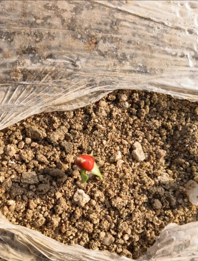 小众送妈妈的花有哪些花