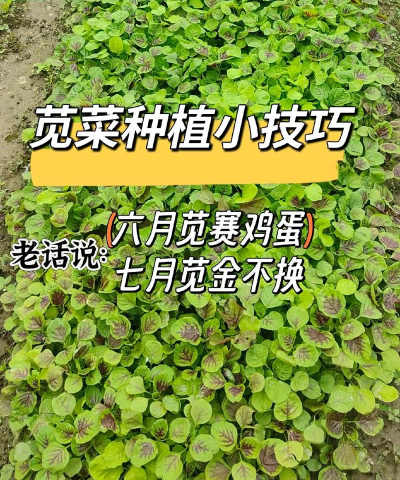 苋菜多大可以移栽