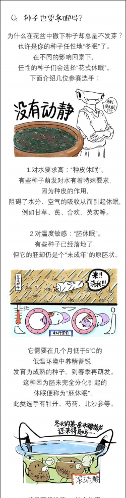 小众送妈妈的花有哪些花