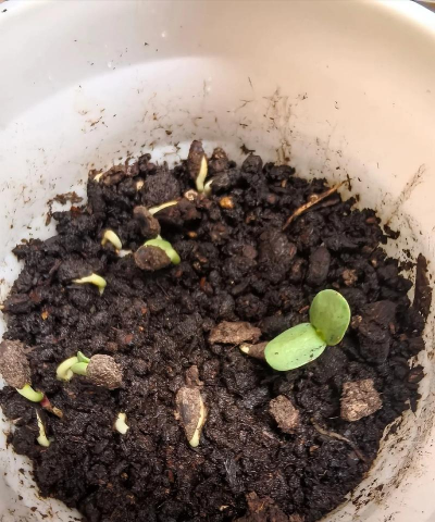 小众送妈妈的花有哪些花