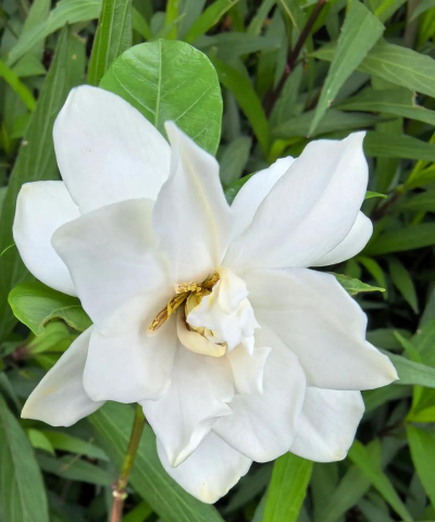 白蟾花有毒吗能室内养吗