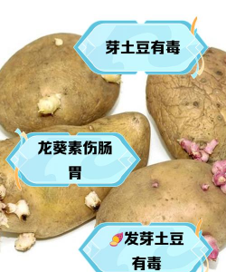 发芽马铃薯中的有毒物质是什么