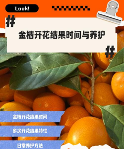 金桔开花结果的时间