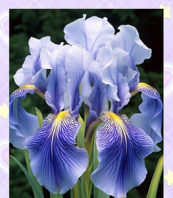 小众送妈妈的花有哪些花