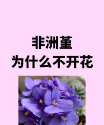 小众送妈妈的花有哪些花