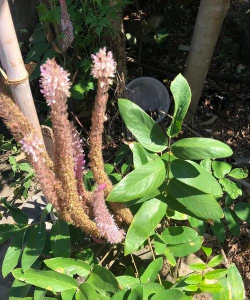 小众送妈妈的花有哪些花