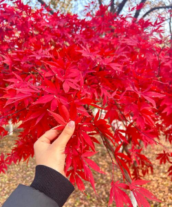 小众送妈妈的花有哪些花