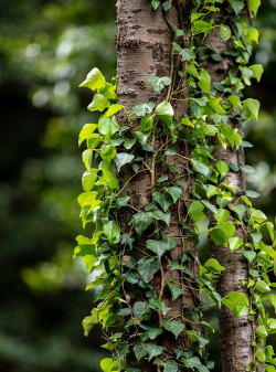 藤蔓植物有哪些