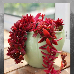 小众送妈妈的花有哪些花