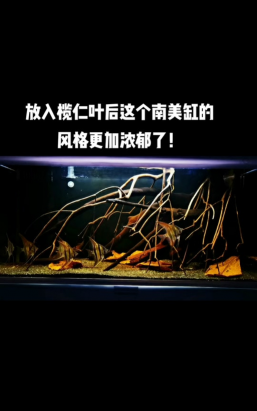 榄仁叶可以直接放入鱼缸吗